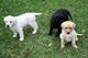 Cachorros Labrador en venta - Foto 1