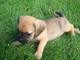 Cachorros puggle adorables