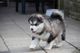 Camada de alaskan malamute