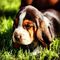 Camada de basset hound, raza tenaz