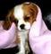 Camada de cavalier King Charles - Foto 1