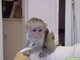 Capuchinos para la adopcion