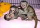 Capuchinos para la adopcion