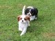 Cavalier king charles spaniel cachorros