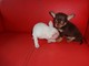 Chihuahua puro super chicos con 2 meses - Foto 1