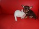 Chihuahua puro super chicos con 2 meses