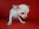 Chihuahua puro super chicos con 2 meses - Foto 2