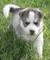 De pura raza de ojos azules siberian husky cachorros disponibles