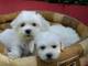 Disponemos de bichon maltés