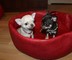 Disponible macho de chihuahua - Foto 1