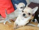 Disponible machoy hembra de chihuahua