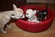 Disponible machoy hembra de chihuahua