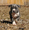 Disponibles cachorros de american bully pocket - Foto 1