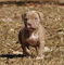 Dulce adorable preciosos de pitbull - Foto 1