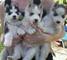 Dulce husky siberiano cachorros para la venta