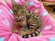 El gato de bengala registrado para la adopcións