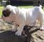 Elegantes cachorros de bulldog inglés para su adopción - Foto 1
