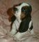 Espectacular camada de basset hound