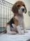 Espectacular camada de beagle - Foto 1