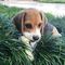 Espectacular camada de beagle - Foto 2