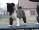 Espectaculares cachorros de akita americano