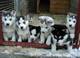 Espectaculares cachorros de alaska malamute - Foto 2