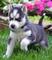 Excelente husky siberiano cachorros