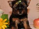 Fantástico cachorro yorkie para la adopción - Foto 1