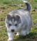 Fuera De Pie Husky Siberiano Cachorros Disponibles - Foto 1