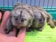 Gratis 20 semanas monos marmota listo