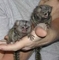 Gratis adorables Monos titi listo - Foto 1