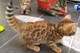 Gratis increíble bengala gatitos disponibles