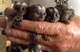 Gratis magníficos monos tití bebé listos