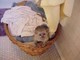 Gratis monos capuchinos encantadora de moda para la adopción