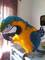Hablar aves de loro para la venta. (gris africano, macaw del esca