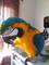 Hablar aves de loro para la venta. (Gris africano, Macaw del esca - Foto 1