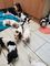 Hermoso Basset Hound cachorros - Foto 1