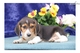 Hermoso Beagle cachorros - Foto 1