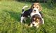Hermoso beagle cachorros