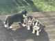 Hermoso husky siberiano