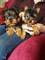 Hermosos cachorros yorkie AKC para adopción - Foto 1