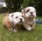 Impresionantes cachorros bulldog inglés para su adopción