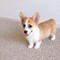 Impresionantes Kc Reg Corgis Cachorros en venta - Foto 1