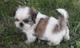 Impresionantes Shih Tzu Cachorros - Foto 1