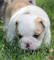 #! Inglés- Bulldog- Cachorros- Disponible # - Foto 1