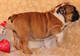 #! Inglés- Bulldog- Cachorros- Disponible # - Foto 1