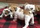 Ingles bulldogs para la adopcion