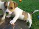 Jack russell a la venta