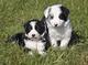 Kc reg border collie pups