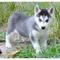 Lindo y adorable husky siberiano cachorros